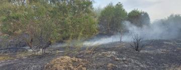 Горіло 28 гектарів: на Одещині вогонь з сухої рослинності перекинувся на ліс